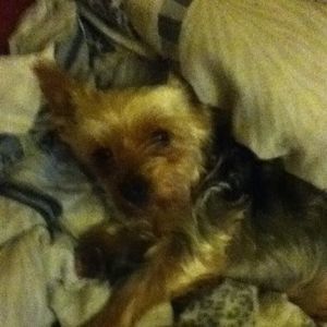 Meet your Posher, Tiffany